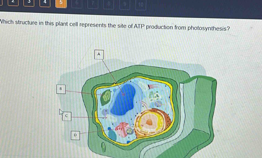 which structure in this plant cell represents the site of atp production from photosynthesis?