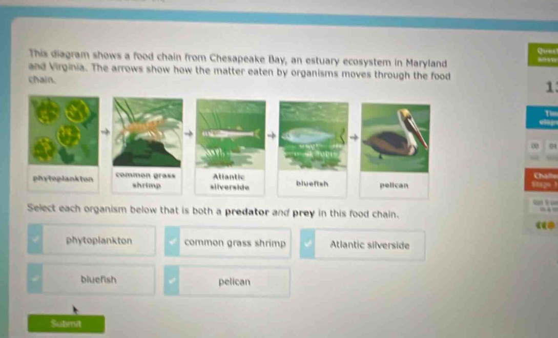 this diagram shows a food chain from chesapeake bay, an estuary ecosystem in maryland and virginia. the arrows show how the matter eaten by organisms moves through the food chain. phytoplankton common grass shrimp atlantic silverside bluefish pelican select each organism below that is both a predator and prey in this food chain. phytoplankton common grass shrimp atlantic silverside bluefish pelican