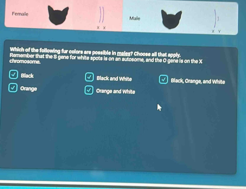 which of the following fur colors are possible in males? choose all that apply. remember that the s gene for white spots is on an autosome, and the o gene is on the x chromosome. black black and white black, orange, and white orange orange and white