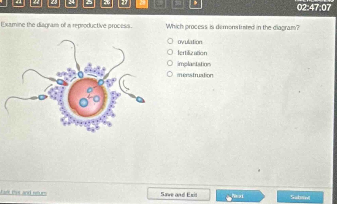 examine the diagram of a reproductive process. which process is demonstrated in the diagram? ovulation fertilization implantation menstruation