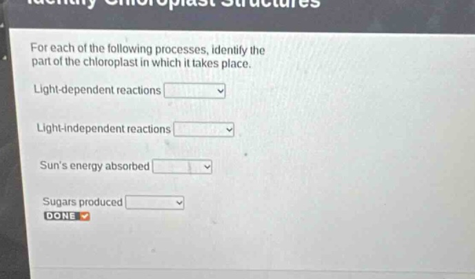 for each of the following processes, identify the part of the chloroplast in which it takes place. light - dependent reactions light - independent reactions suns energy absorbed sugars produced done