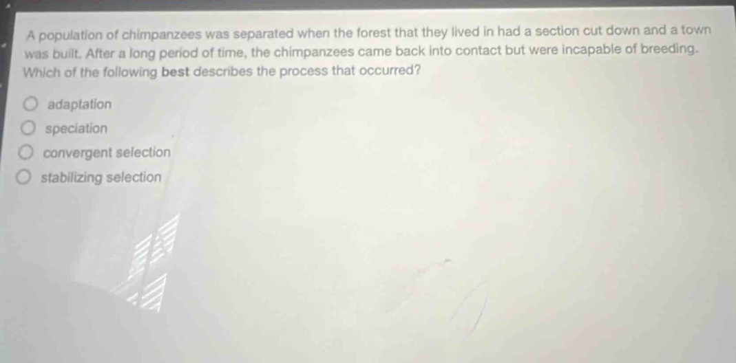 a population of chimpanzees was separated when the forest that they lived in had a section cut down and a town was built. after a long period of time, the chimpanzees came back into contact but were incapable of breeding. which of the following best describes the process that occurred? adaptation speciation convergent selection stabilizing selection