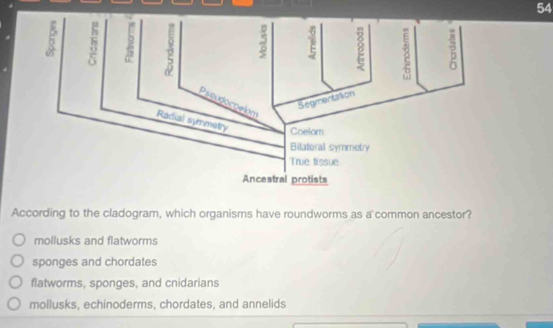 according to the cladogram, which organisms have roundworms as a common ancestor? mollusks and flatworms sponges and chordates flatworms, sponges, and cnidarians mollusks, echinoderms, chordates, and annelids