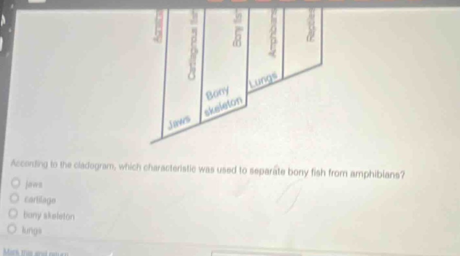 according to the cladogram, which characteristic was used to separate bony fish from amphibians?\no jaws\no cartilage\no bony skeleton\no lungs
