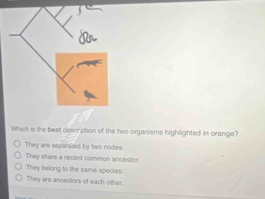 which is the best description of the two organisms highlighted in orange? they are separated by two nodes. they share a recent common ancestor. they belong to the same species. they are ancestors of each other.