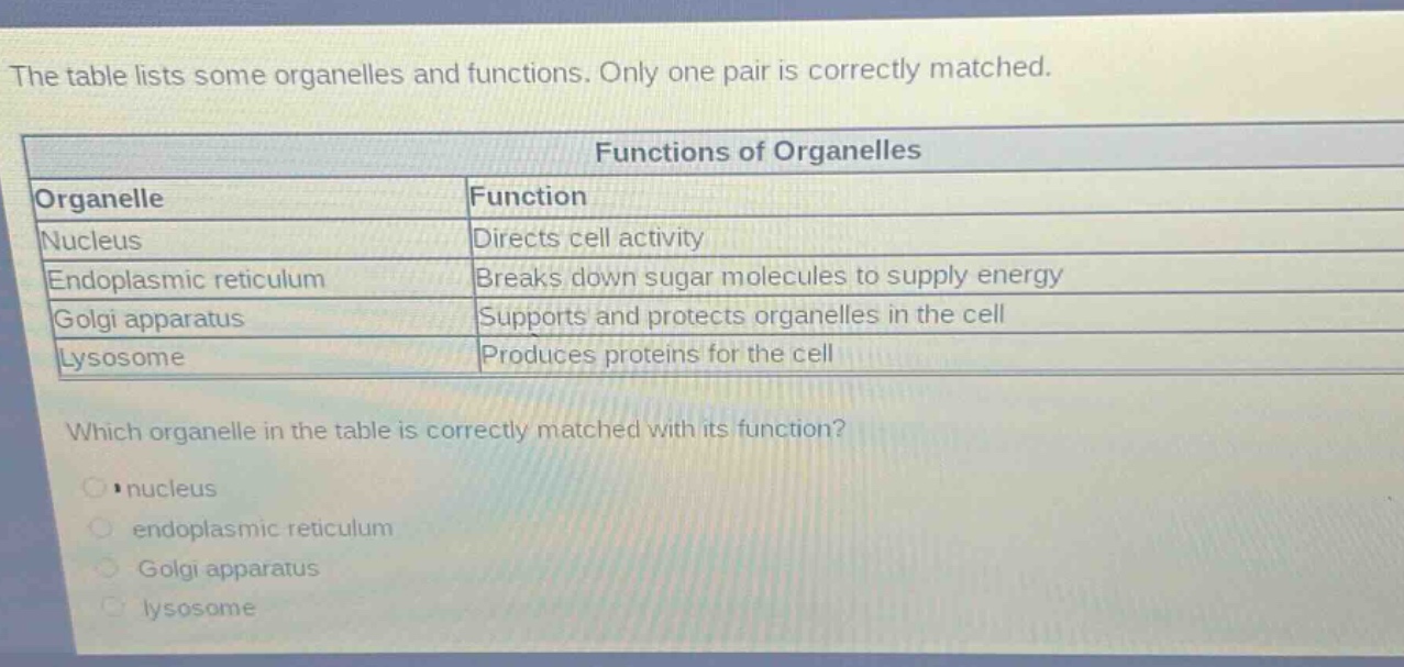 the table lists some organelles and functions. only one pair is correctly matched. functions of organelles organelle function nucleus directs cell activity endoplasmic reticulum breaks down sugar molecules to supply energy golgi apparatus supports and protects organelles in the cell lysosome produces proteins for the cell which organelle in the table is correctly matched with its function? nucleus endoplasmic reticulum golgi apparatus lysosome