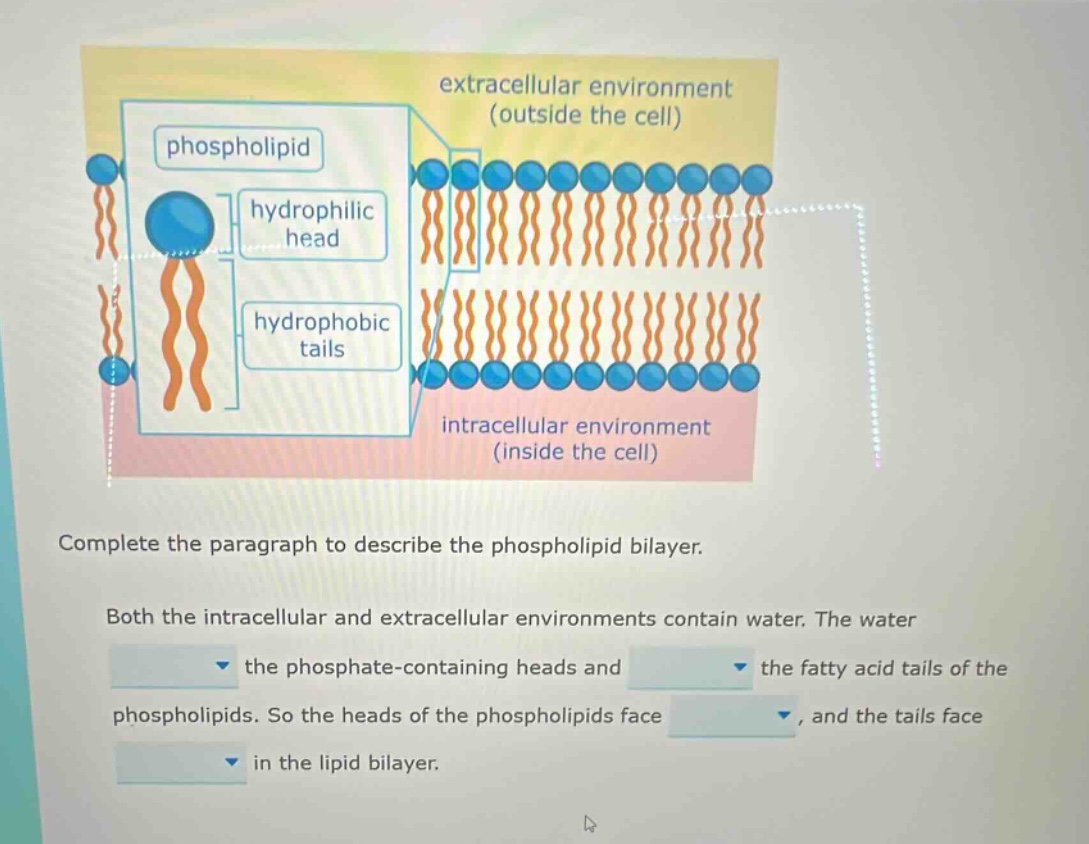 complete the paragraph to describe the phospholipid bilayer. both the intracellular and extracellular environments contain water. the water the phosphate - containing heads and the fatty acid tails of the phospholipids. so the heads of the phospholipids face, and the tails face in the lipid bilayer.