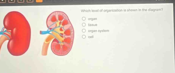 which level of organization is shown in the diagram? organ tissue organ system cell