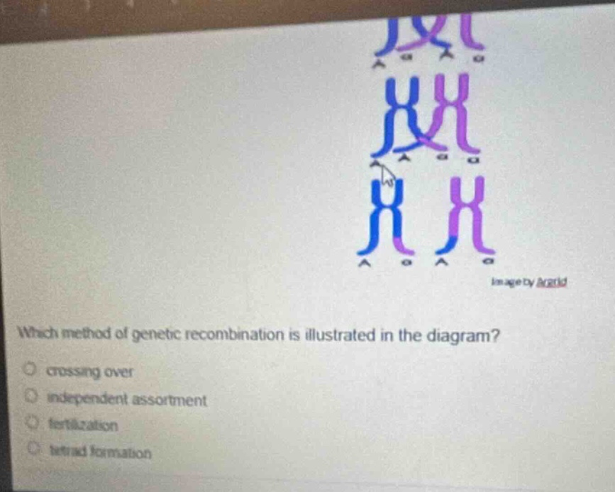 which method of genetic recombination is illustrated in the diagram?\n crossing over\n independent assortment\n fertilization\n tetrad formation