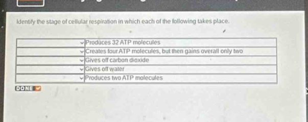 identify the stage of cellular respiration in which each of the following takes place. produces 32 atp molecules creates four atp molecules, but then gains overall only two gives off carbon dioxide gives off water produces two atp molecules