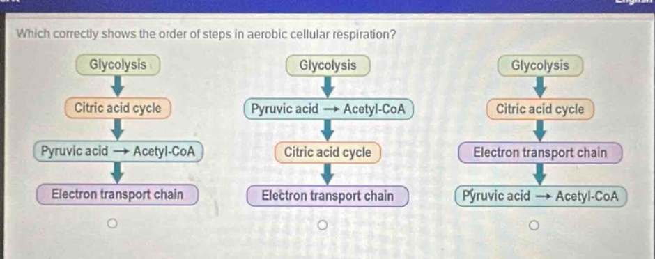 which correctly shows the order of steps in aerobic cellular respiration? glycolysis citric acid cycle pyruvic acid → acetyl - coa electron transport chain glycolysis pyruvic acid → acetyl - coa citric acid cycle electron transport chain glycolysis citric acid cycle electron transport chain pyruvic acid → acetyl - coa