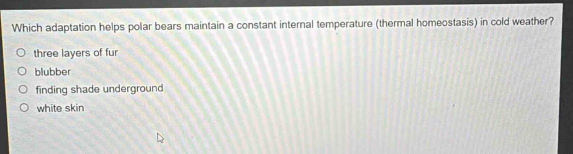 which adaptation helps polar bears maintain a constant internal temperature (thermal homeostasis) in cold weather? three layers of fur blubber finding shade underground white skin