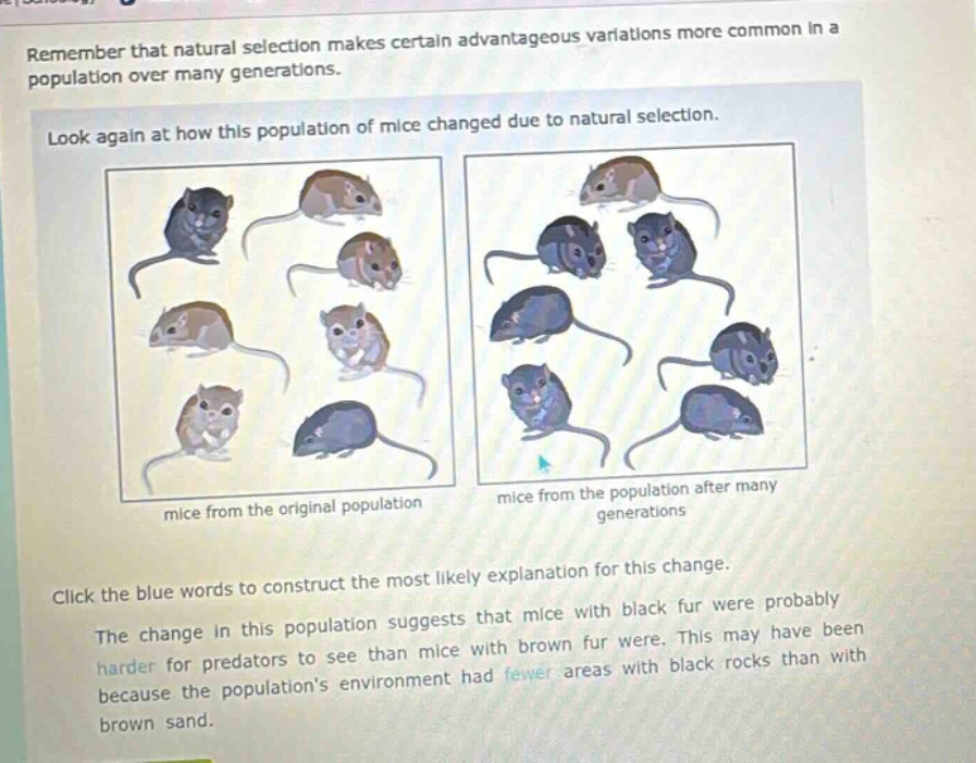 remember that natural selection makes certain advantageous variations more common in a population over many generations. look again at how this population of mice changed due to natural selection. mice from the original population mice from the population after many generations click the blue words to construct the most likely explanation for this change. the change in this population suggests that mice with black fur were probably harder for predators to see than mice with brown fur were. this may have been because the populations environment had fewer areas with black rocks than with brown sand.