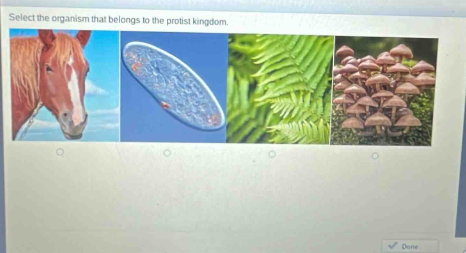 select the organism that belongs to the protist kingdom.