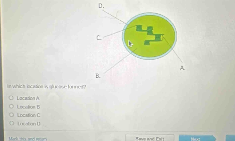 in which location is glucose formed?\nlocation a\nlocation b\nlocation c\nlocation d