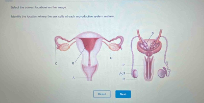 select the correct locations on the image. identify the location where the sex cells of each reproductive system mature.