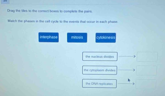 drag the tiles to the correct boxes to complete the pairs. match the phases in the cell cycle to the events that occur in each phase. interphase mitosis cytokinesis the nucleus divides the cytoplasm divides the dna replicates