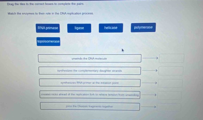 drag the tiles to the correct boxes to complete the pairs. match the enzymes to their role in the dna replication process. rna primase ligase helicase polymerase topoisomerase unwinds the dna molecule synthesizes the complementary daughter strands synthesizes rna primer at the initiation point creates nicks ahead of the replication fork to relieve tension from unwinding joins the okazaki fragments together