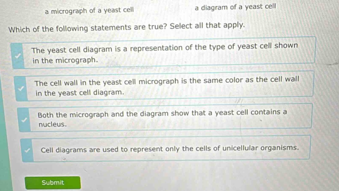 a micrograph of a yeast cell a diagram of a yeast cell which of the following statements are true? select all that apply. the yeast cell diagram is a representation of the type of yeast cell shown in the micrograph. the cell wall in the yeast cell micrograph is the same color as the cell wall in the yeast cell diagram. both the micrograph and the diagram show that a yeast cell contains a nucleus. cell diagrams are used to represent only the cells of unicellular organisms.