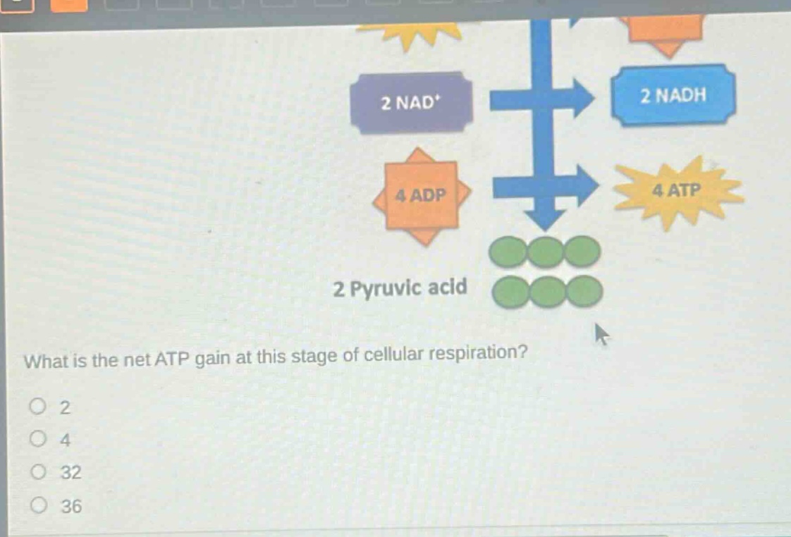 what is the net atp gain at this stage of cellular respiration? 2 4 32 36