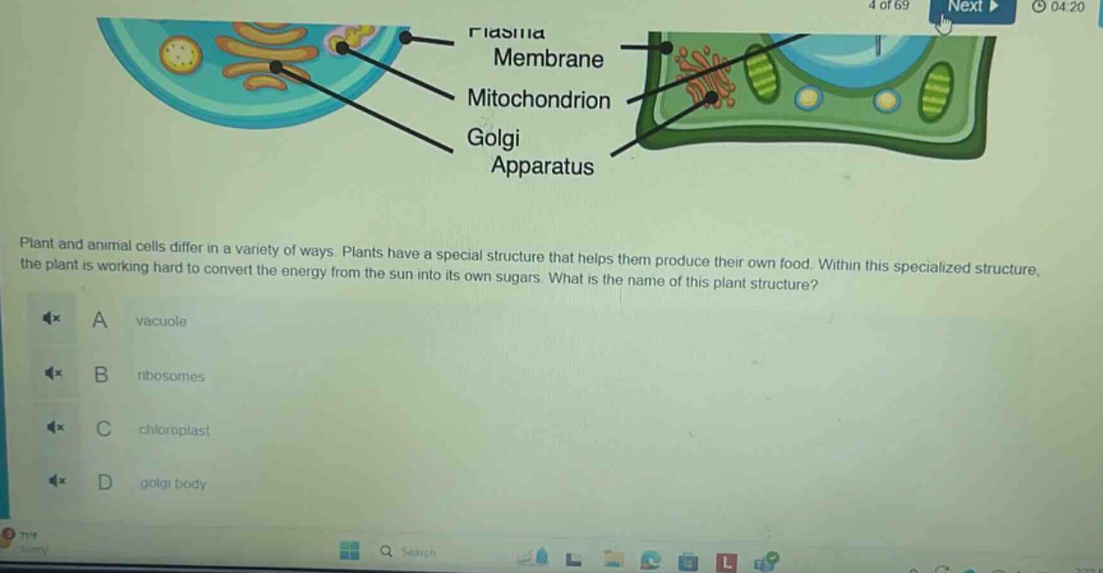 plant and animal cells differ in a variety of ways. plants have a special structure that helps them produce their own food. within this specialized structure, the plant is working hard to convert the energy from the sun into its own sugars. what is the name of this plant structure? a vacuole b ribosomes c chloroplast d golgi body