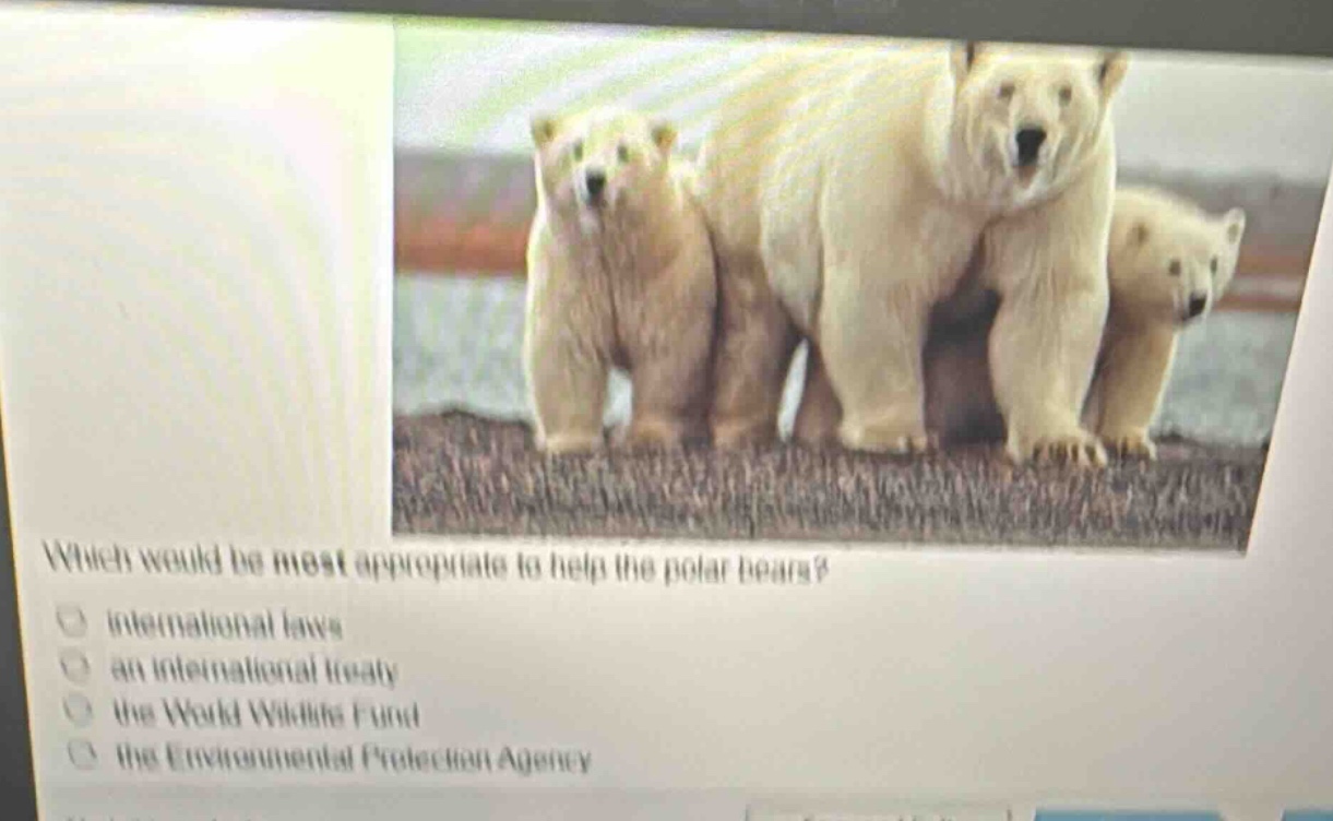 which would be most appropriate to help the polar bears? international laws an international treaty the world wildlife fund the environmental protection agency