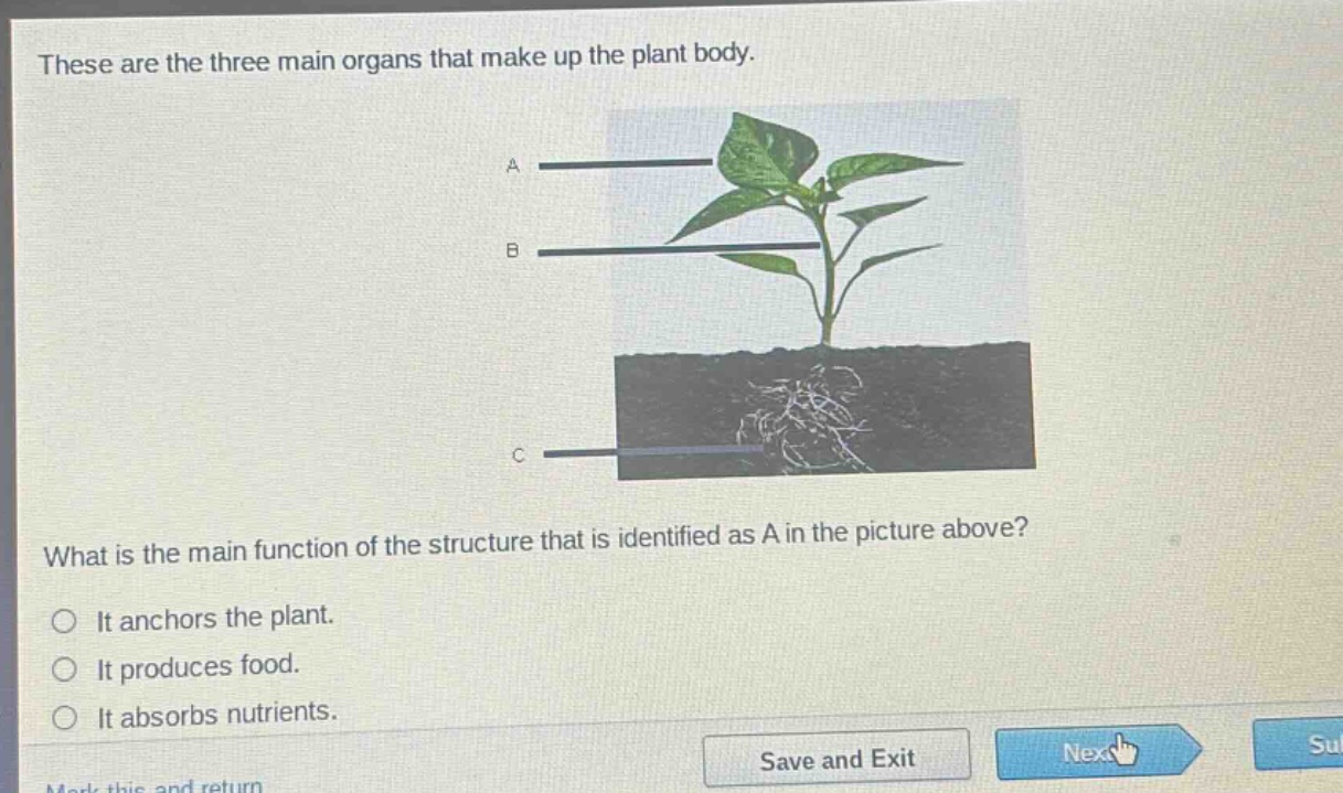 these are the three main organs that make up the plant body. what is the main function of the structure that is identified as a in the picture above? it anchors the plant. it produces food. it absorbs nutrients.