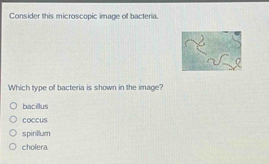 consider this microscopic image of bacteria. which type of bacteria is shown in the image? bacillus coccus spirillum cholera
