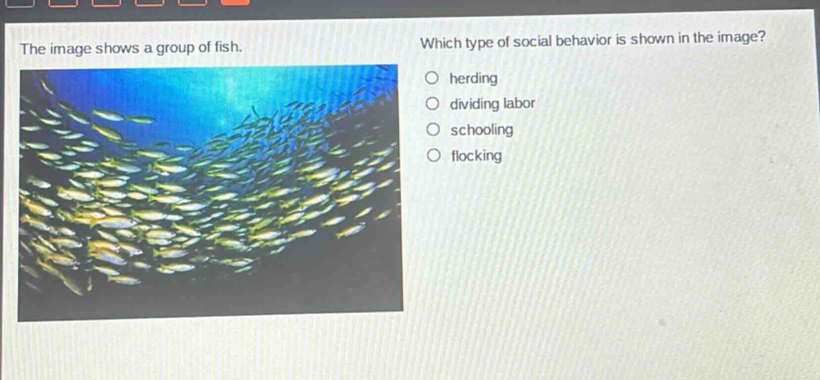 the image shows a group of fish. which type of social behavior is shown in the image? herding dividing labor schooling flocking