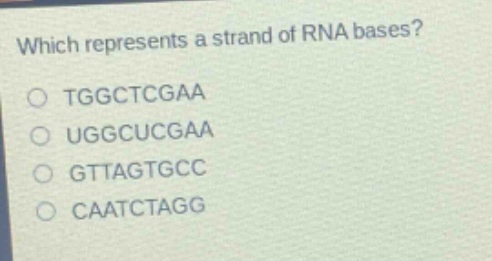 which represents a strand of rna bases?\no tggctcgaa\no uggcucgaa\no gttagtgcc\no caatctagg