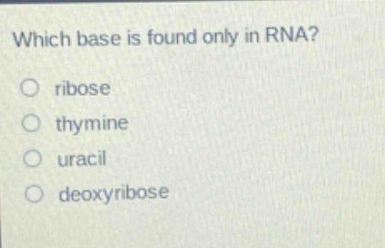 which base is found only in rna? ribose thymine uracil deoxyribose