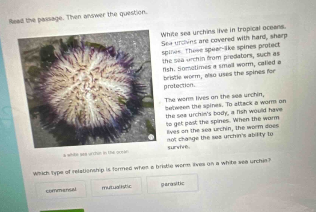 read the passage. then answer the question. white sea urchins live in tropical oceans. sea urchins are covered with hard, sharp spines. these spear - like spines protect the sea urchin from predators, such as fish. sometimes a small worm, called a bristle worm, also uses the spines for protection. the worm lives on the sea urchin, between the spines. to attack a worm on the sea urchins body, a fish would have to get past the spines. when the worm lives on the sea urchin, the worm does not change the sea urchins ability to survive. which type of relationship is formed when a bristle worm lives on a white sea urchin? commensal mutualistic parasitic