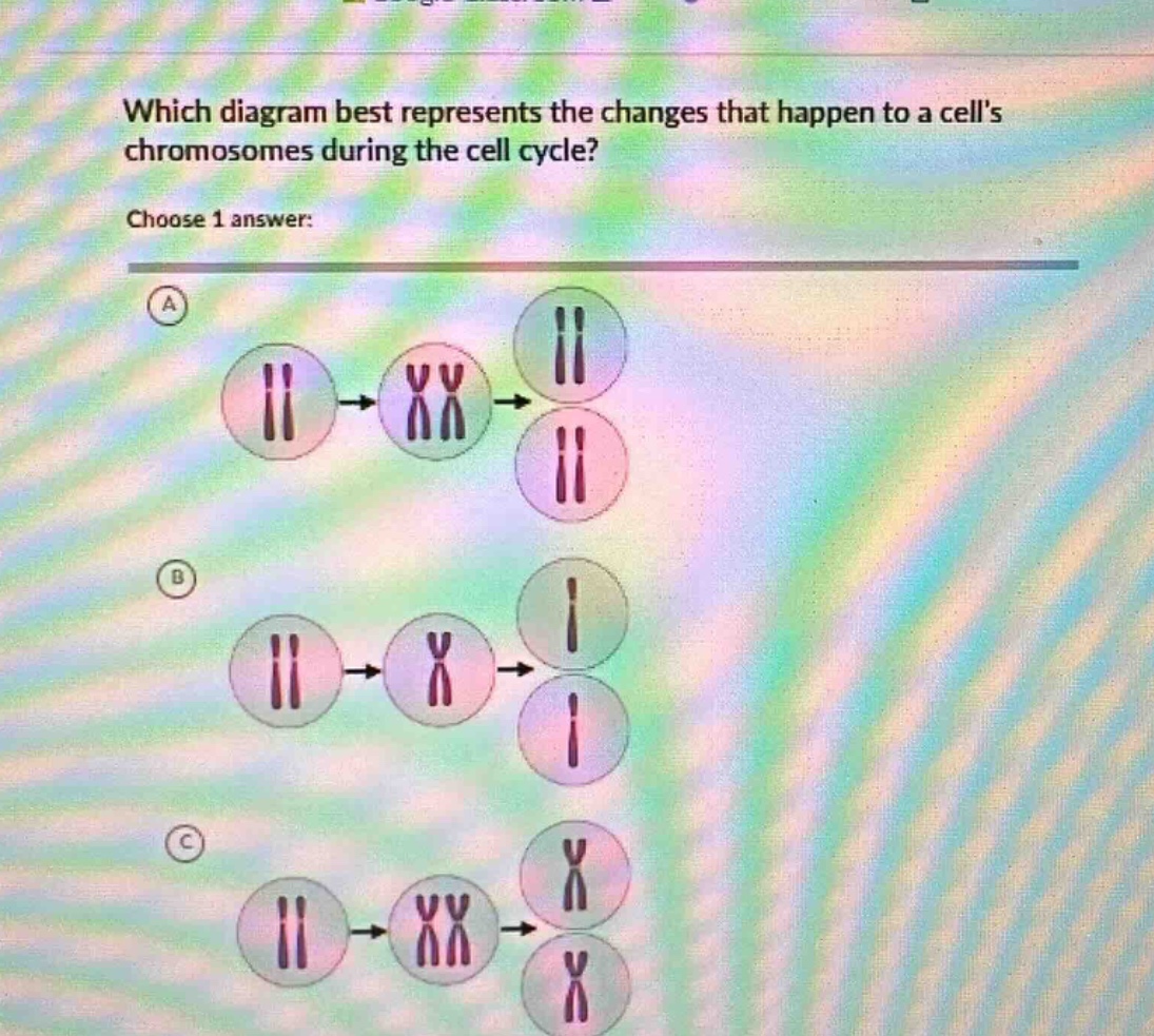 which diagram best represents the changes that happen to a cells chromosomes during the cell cycle? choose 1 answer: