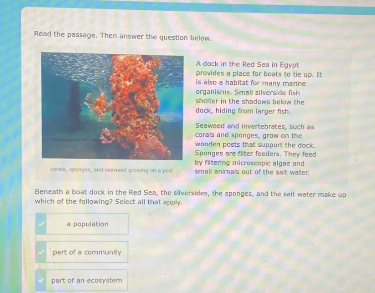 read the passage. then answer the question below. a dock in the red sea in egypt provides a place for boats to tie up. it is also a habitat for many marine organisms. small silverside fish shelter in the shadows below the dock, hiding from larger fish. seaweed and invertebrates, such as corals and sponges, grow on the wooden posts that support the dock. sponges are filter feeders. they feed by filtering microscopic algae and small animals out of the salt water. beneath a boat dock in the red sea, the silversides, the sponges, and the salt water make up which of the following? select all that apply. a population part of a community part of an ecosystem