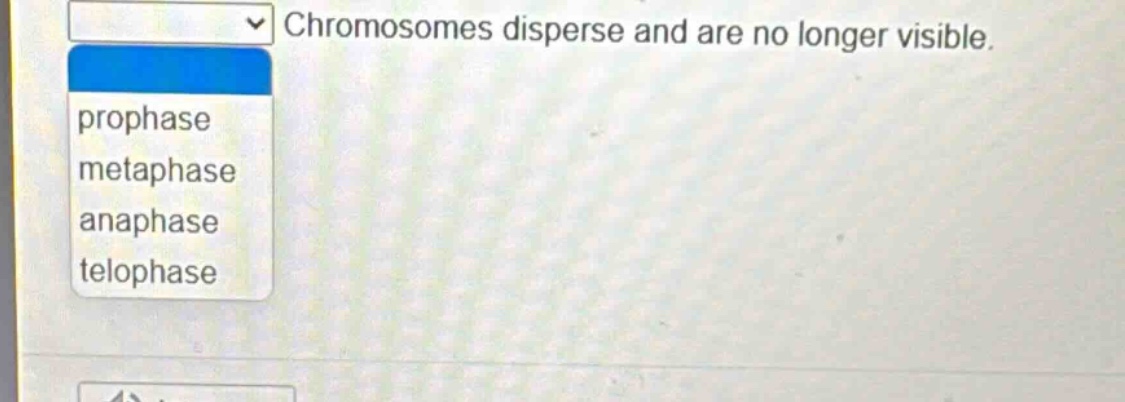 chromosomes disperse and are no longer visible. prophase metaphase anaphase telophase