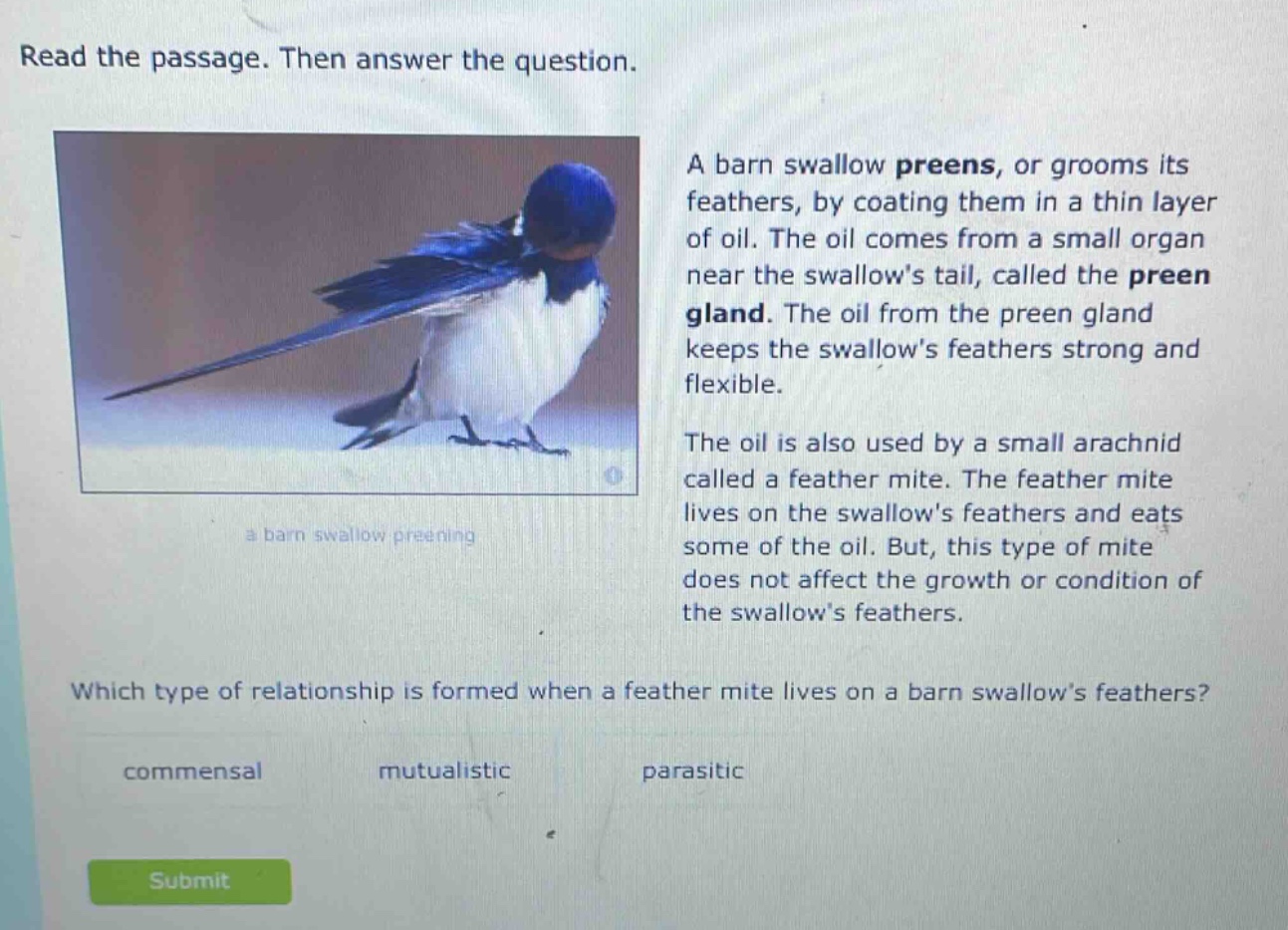 read the passage. then answer the question. a barn swallow preens, or grooms its feathers, by coating them in a thin layer of oil. the oil comes from a small organ near the swallows tail, called the preen gland. the oil from the preen gland keeps the swallows feathers strong and flexible. the oil is also used by a small arachnid called a feather mite. the feather mite lives on the swallows feathers and eats some of the oil. but, this type of mite does not affect the growth or condition of the swallows feathers. which type of relationship is formed when a feather mite lives on a barn swallows feathers? commensal mutualistic parasitic