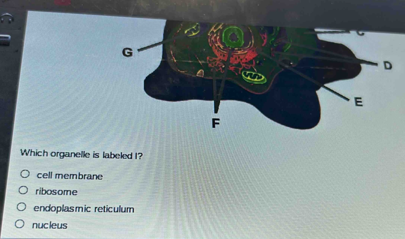 which organelle is labeled i? cell membrane ribosome endoplasmic reticulum nucleus