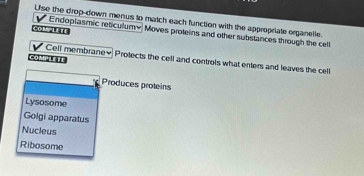 use the drop - down menus to match each function with the appropriate organelle. endoplasmic reticulum moves proteins and other substances through the cell complete cell membrane protects the cell and controls what enters and leaves the cell complete produces proteins lysosome golgi apparatus nucleus ribosome