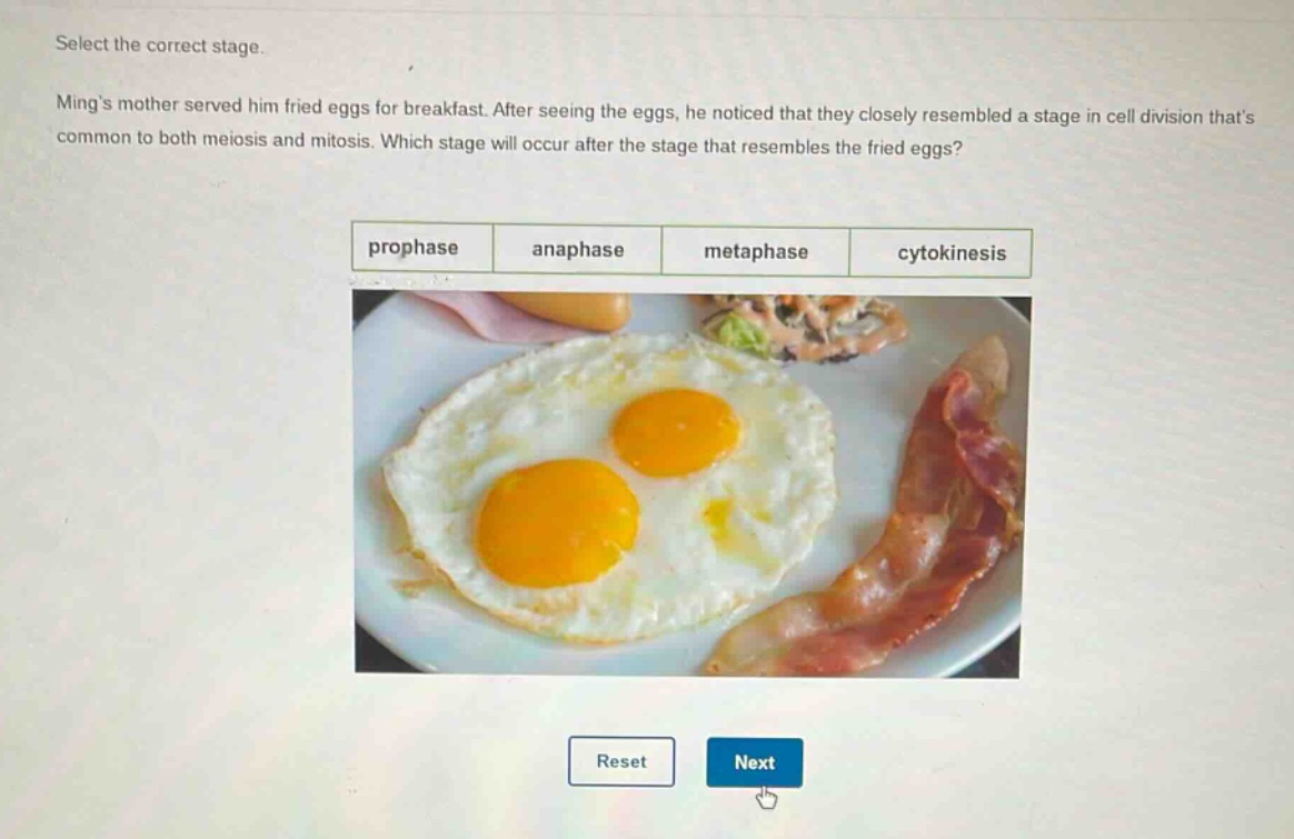 select the correct stage. mings mother served him fried eggs for breakfast. after seeing the eggs, he noticed that they closely resembled a stage in cell division thats common to both meiosis and mitosis. which stage will occur after the stage that resembles the fried eggs? prophase anaphase metaphase cytokinesis