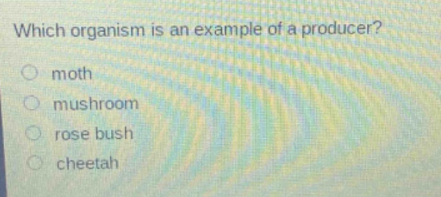 which organism is an example of a producer?\n moth\n mushroom\n rose bush\n cheetah