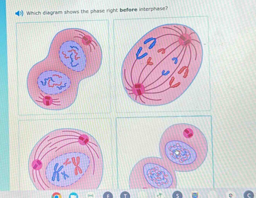 which diagram shows the phase right before interphase?