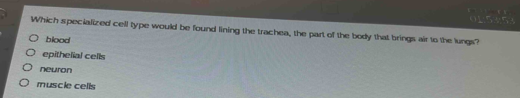 which specialized cell type would be found lining the trachea, the part of the body that brings air to the lungs?\no blood\no epithelial cells\no neuron\no muscle cells