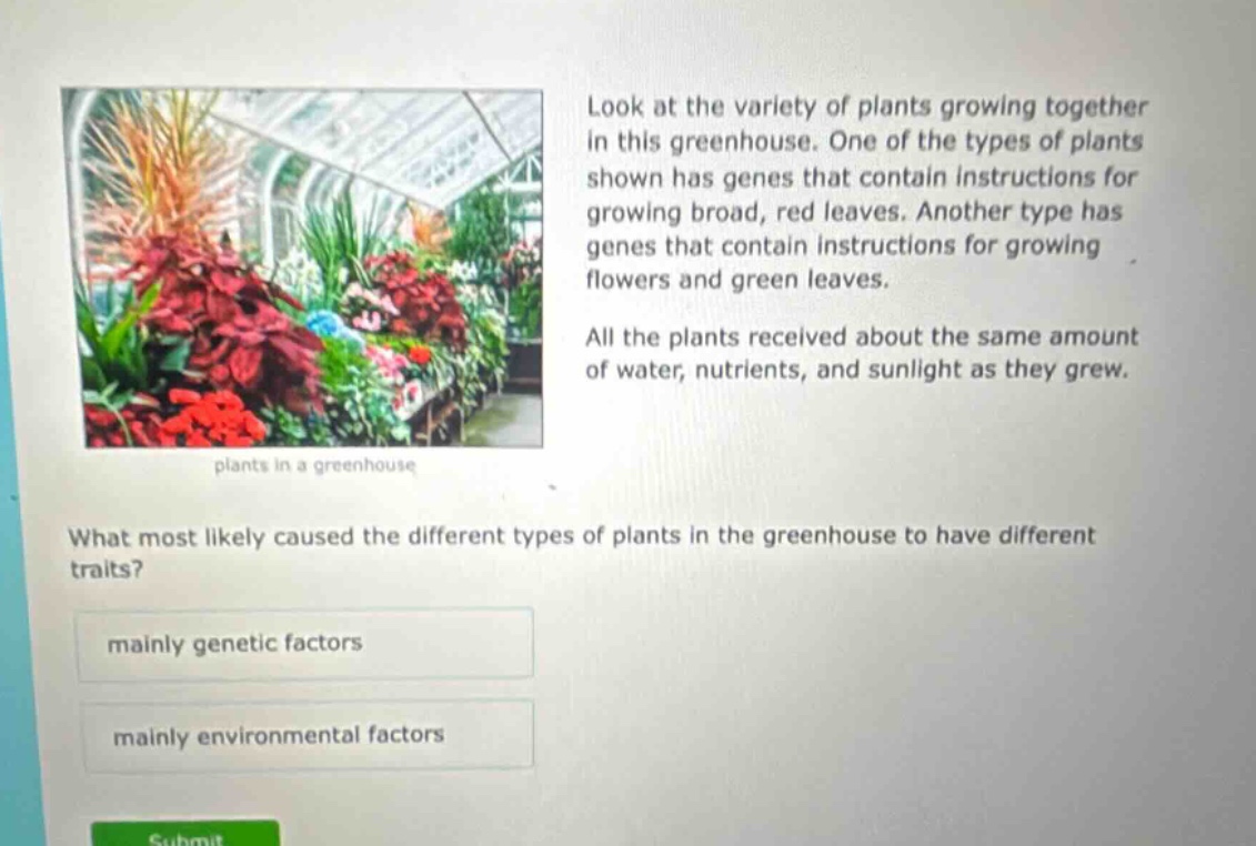 look at the variety of plants growing together in this greenhouse. one of the types of plants shown has genes that contain instructions for growing broad, red leaves. another type has genes that contain instructions for growing flowers and green leaves. all the plants received about the same amount of water, nutrients, and sunlight as they grew. what most likely caused the different types of plants in the greenhouse to have different traits? mainly genetic factors mainly environmental factors