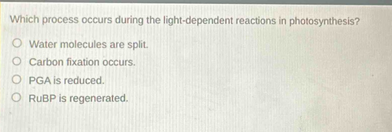 which process occurs during the light - dependent reactions in photosynthesis? water molecules are split. carbon fixation occurs. pga is reduced. rubp is regenerated.
