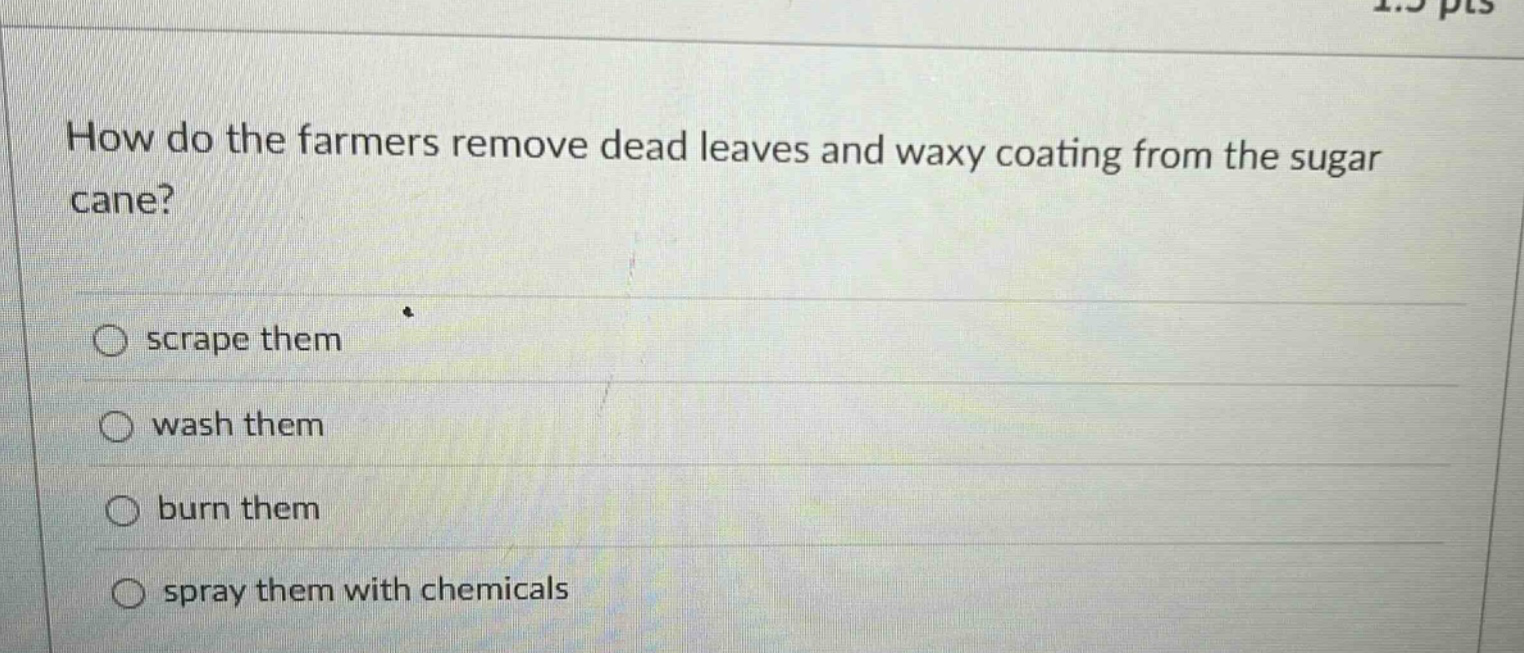 how do the farmers remove dead leaves and waxy coating from the sugar cane? scrape them wash them burn them spray them with chemicals