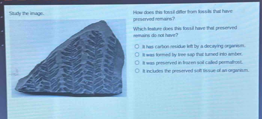 study the image. how does this fossil differ from fossils that have preserved remains? which feature does this fossil have that preserved remains do not have? it has carbon residue left by a decaying organism. it was formed by tree sap that turned into amber. it was preserved in frozen soil called permafrost. it includes the preserved soft tissue of an organism.