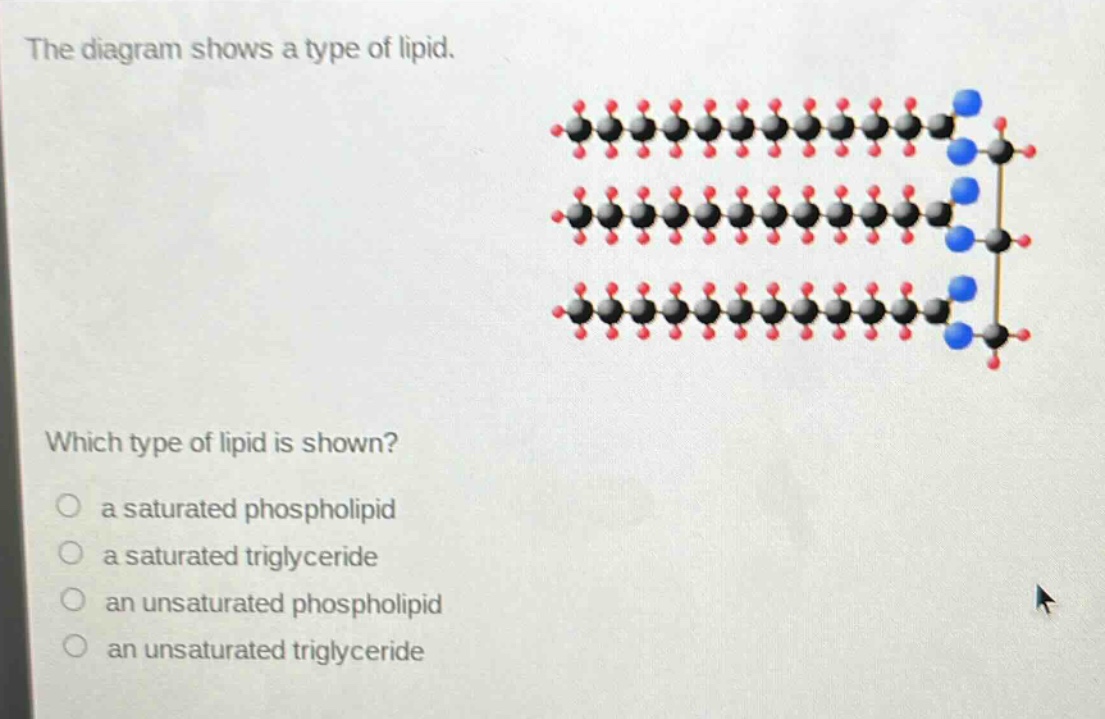 the diagram shows a type of lipid. which type of lipid is shown? a saturated phospholipid a saturated triglyceride an unsaturated phospholipid an unsaturated triglyceride