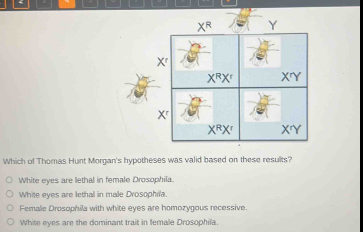 which of thomas hunt morgans hypotheses was valid based on these results?\no white eyes are lethal in female drosophila.\no white eyes are lethal in male drosophila.\no female drosophila with white eyes are homozygous recessive.\no white eyes are the dominant trait in female drosophila.