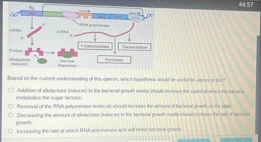 based on the current understanding of this operon, which hypothesis would be useful for james to test?\no addition of allolactose (inducer) to the bacterial growth media should increase the speed at which the bacteria metabolize the sugar lactose.\no removal of the rna polymerase molecule should increase the amount of bacterial growth on the plate.\no decreasing the amount of allolactose (inducer) in the bacterial growth media should increase the rate of bacterial growth.\no increasing the rate at which rna polymerase acts will inhibit bacterial growth.