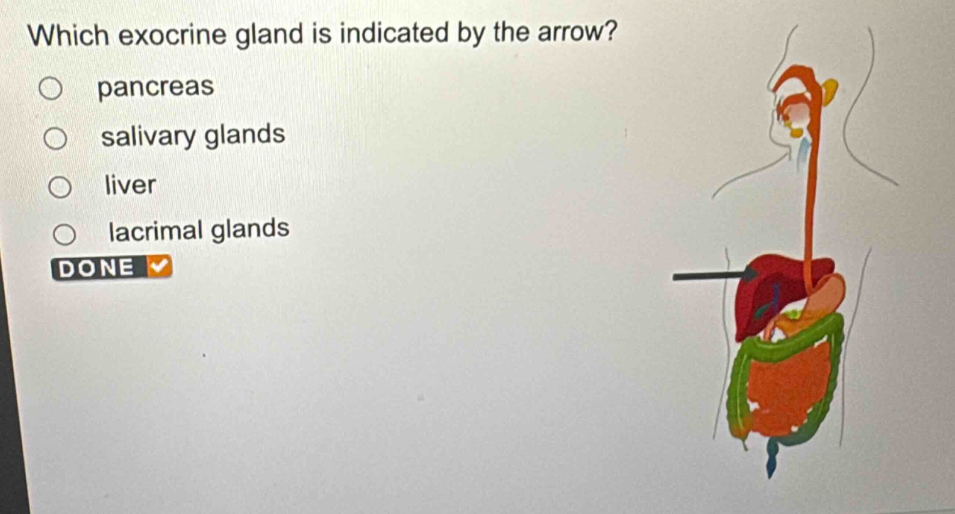 which exocrine gland is indicated by the arrow? pancreas salivary glands liver lacrimal glands done
